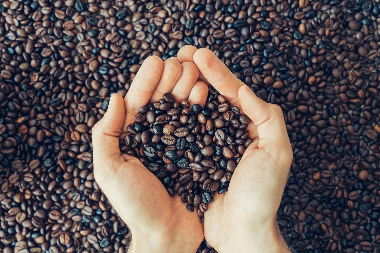 Arabica vs Robusta: Which One Actually Belongs in Your Cup